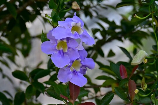  Bengal clock vine flowers. Acanthaceae evergreen vine. Native to Bengal, India, it produces clusters of pale blue-violet flowers that hang downward.