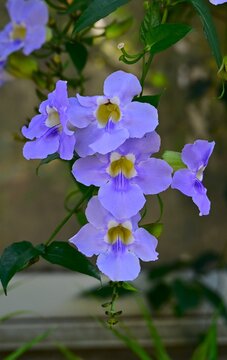  Bengal clock vine flowers. Acanthaceae evergreen vine. Native to Bengal, India, it produces clusters of pale blue-violet flowers that hang downward.