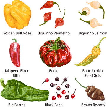 Set of different peppers on a white background