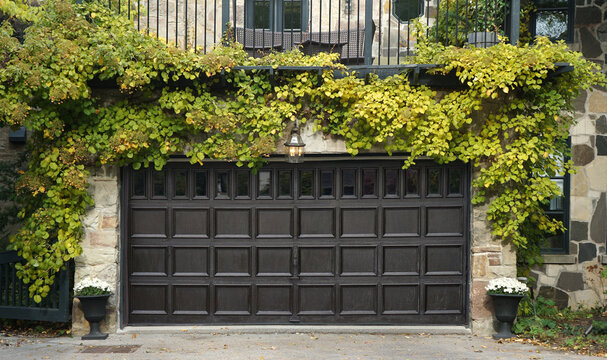 Dark brown wooden garage door surrounded by vines