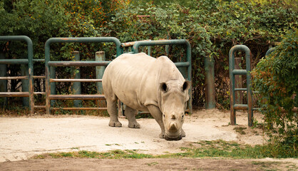 Wild rhinoceros. Rhino outdoor. White rhinoceros. Wild animal in nature. Rhino on the ground. Wildlife nature. Wildlife and zoo. Rhino animal in zoo park. Fauna in wildlife. Animal park © be free
