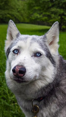 Portrait of a Siberian Husky with Blue Eyes on Green Grass © eowyny