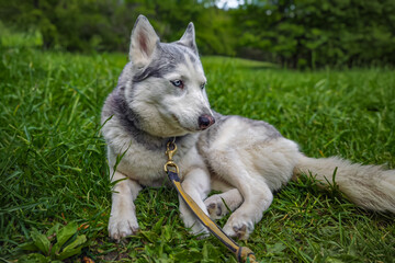 Siberian Husky lying on green grass with leash in a park © eowyny