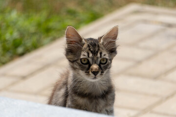 Tabby Kitten Looking at the Camera © Cosmescu