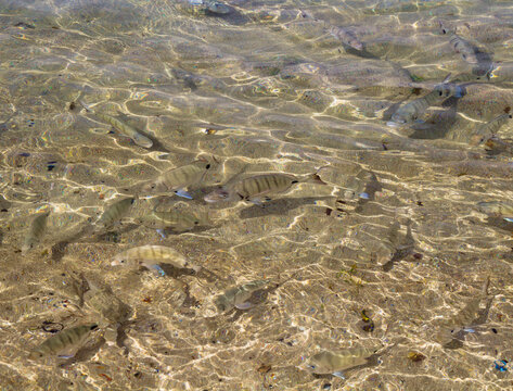 School of young white seabream swimming in clear shallow water at Las Canteras beach