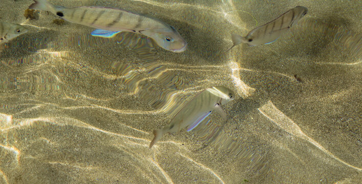 School of young white seabream swimming in clear shallow water at Las Canteras beach
