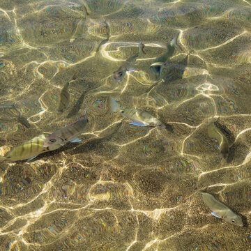 School of young white seabream swimming in clear shallow water at Las Canteras beach