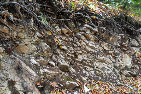 Layered Rock Face With Roots