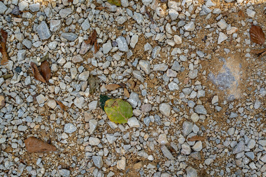 Rocky Gravel With Leaf