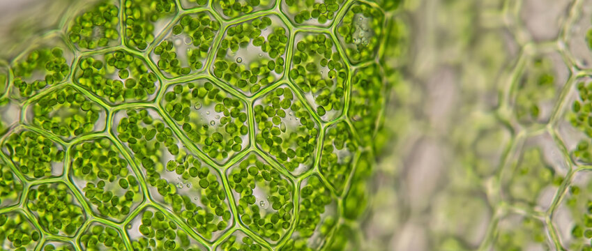 Microscopic view of algae cells, intricate cellular structures, aquatic microorganisms, biological processes, microalgae research, scientific microscopy, with copy space