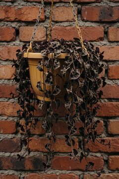 Purple wandering jew plant in yellow hanging pot suffers frostbite damage. Frozen vine leaves turn brown, dry due to cold winter weather. Houseplant dies in outdoor garden after freezing temperature