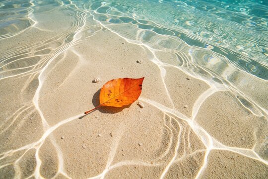 Orange autumn leaf lies on white sand under clear tropical ocean water. Sunlight creates bright wavy patterns on sea floor. Transparent turquoise sea surface shows calm ripples, calm summer beach
