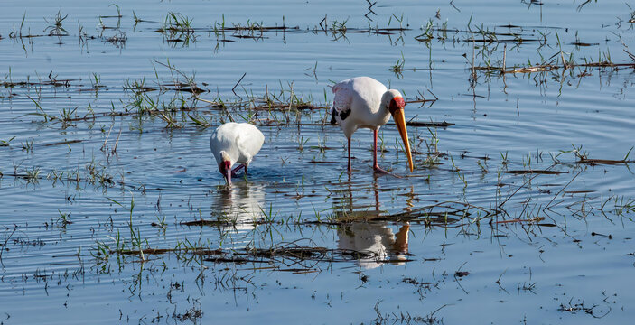 Botswana - 15 July 2026: View of two yellow-billed storks wading in the shallow waters of Chobe National Park, with reflections visible on the calm surface.