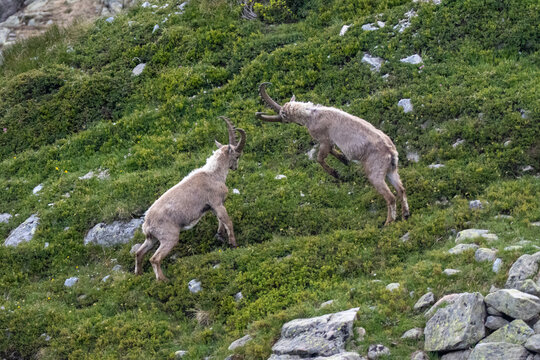 ibex fighting