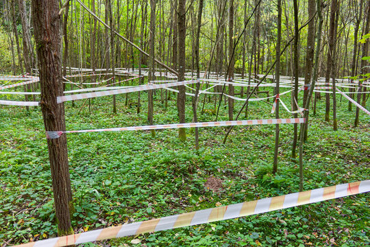 Complex training maze crafted from striped tape winding through thick green woods, creating an intricate obstacle course