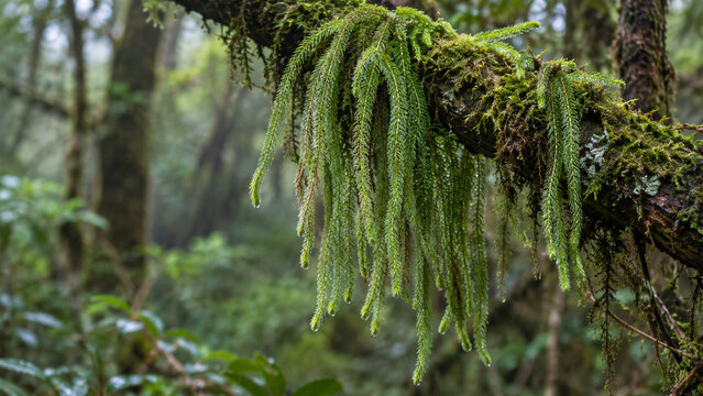 Epiphytic Clubmoss with Long Hanging Tassels