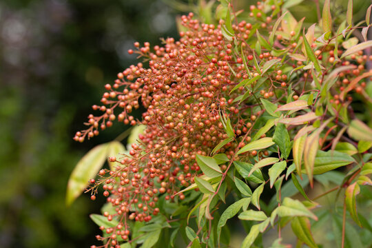 In the fall, the berries of the sacred bamboo (Nandina domestica) grow on the shrub.
