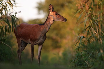 Jeleń, deer, jeleń szlachetny (Cervus) © Bartosz Rakoczy