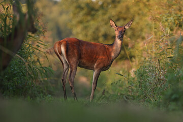 Jeleń, deer, jeleń szlachetny (Cervus) © Bartosz Rakoczy