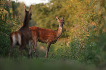 Jeleń, deer, jeleń szlachetny (Cervus) © Bartosz Rakoczy