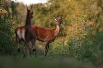 Jeleń, deer, jeleń szlachetny (Cervus) © Bartosz Rakoczy