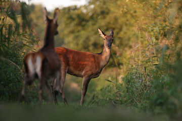 Jeleń, deer, jeleń szlachetny (Cervus) © Bartosz Rakoczy