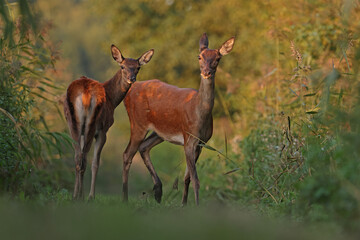 Jeleń, deer, jeleń szlachetny (Cervus) © Bartosz Rakoczy