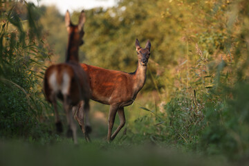 Jeleń, deer, jeleń szlachetny (Cervus) © Bartosz Rakoczy