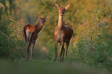 Jeleń, deer, jeleń szlachetny (Cervus) © Bartosz Rakoczy