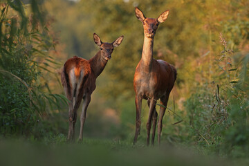Jeleń, deer, jeleń szlachetny (Cervus) © Bartosz Rakoczy