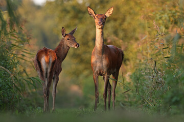 Jeleń, deer, jeleń szlachetny (Cervus) © Bartosz Rakoczy