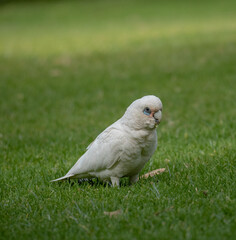 Little Corella cockatoo standing alert on a green lawn in a park © Adrian