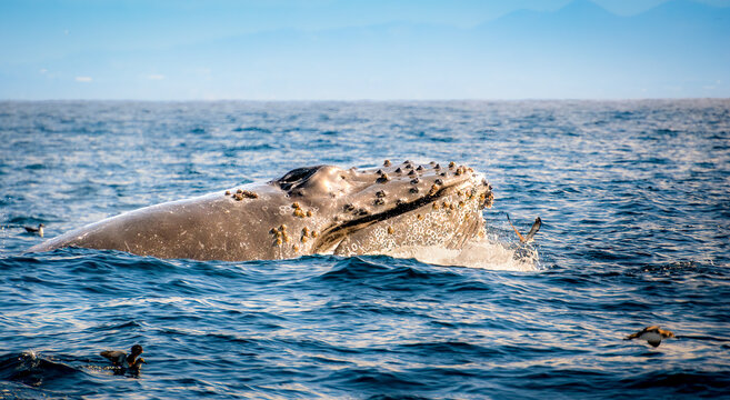 Humpback whale breaching the ocean surface with barnacles on its head