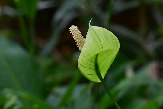 Spathiphyllum.  Araceae house plants. Prized for the beautiful harmony between its green leaves, white spathes, and rod-shaped flowers (Spadix).