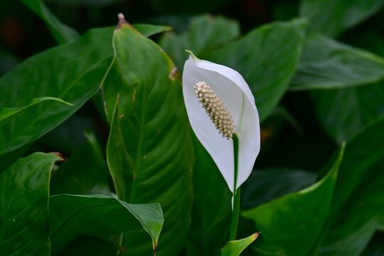 Spathiphyllum.  Araceae house plants. Prized for the beautiful harmony between its green leaves, white spathes, and rod-shaped flowers (Spadix).