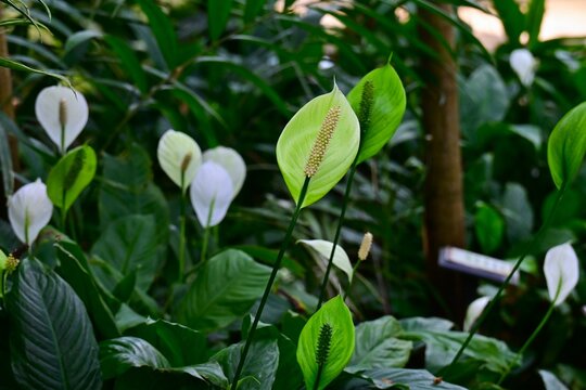 Spathiphyllum.  Araceae house plants. Prized for the beautiful harmony between its green leaves, white spathes, and rod-shaped flowers (Spadix).