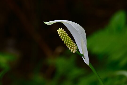 Spathiphyllum.  Araceae house plants. Prized for the beautiful harmony between its green leaves, white spathes, and rod-shaped flowers (Spadix).