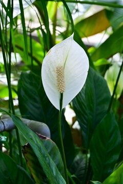 Spathiphyllum.  Araceae house plants. Prized for the beautiful harmony between its green leaves, white spathes, and rod-shaped flowers (Spadix).