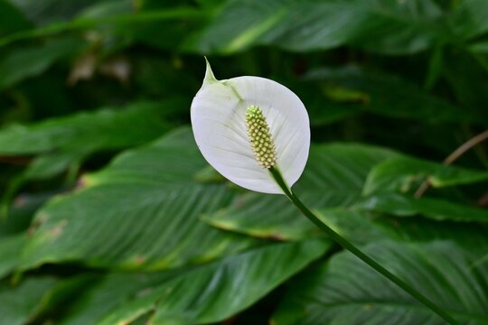 Spathiphyllum.  Araceae house plants. Prized for the beautiful harmony between its green leaves, white spathes, and rod-shaped flowers (Spadix).
