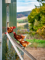 Hühner klettern auf der Leiter eines Hühnerwagens © focus finder