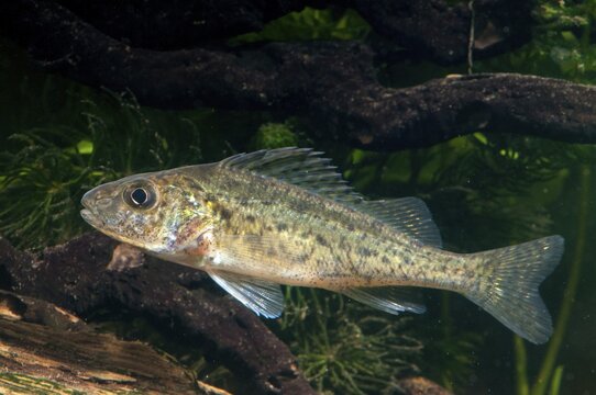 Gymnocephalus cernuus, tadfish, pope, ruff, fish, fishes, pisces
