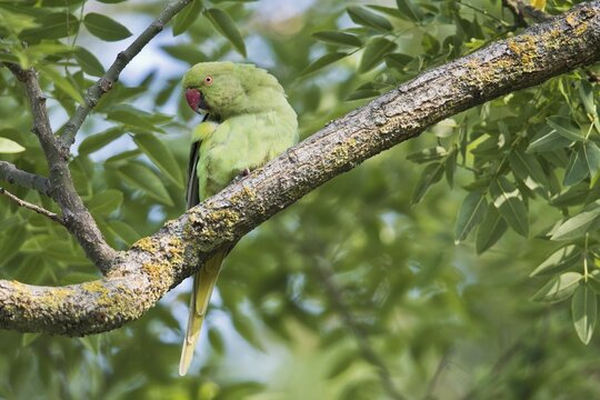 Rose-ringed parakeet (Psittacula krameri), Rhineland-Palatinate, Germany
