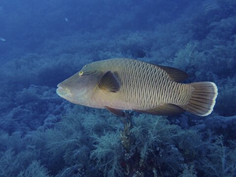 Humphead wrasse (Cheilinus undulatus) . Dive site Daedalus Reef, Egypt, Red Sea
