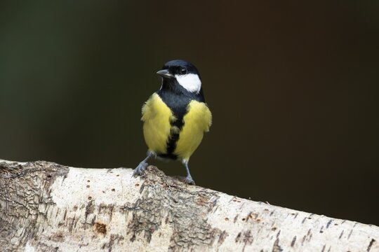 Great tit (Parus major) adult garden bird on a tree branch, England, United Kingdom