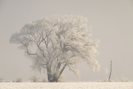 Winter landscape with bushes and trees covered in hoarfrost, Zillertal, Tyrol, Austria