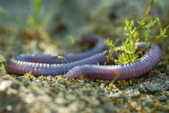 Blanus cinereus, Moorish web digs, Mediterranean worm lizard, web burrow, ringworm, lizards, Extremadura, reptiles, lizards, reptilia, reptiles, Spain