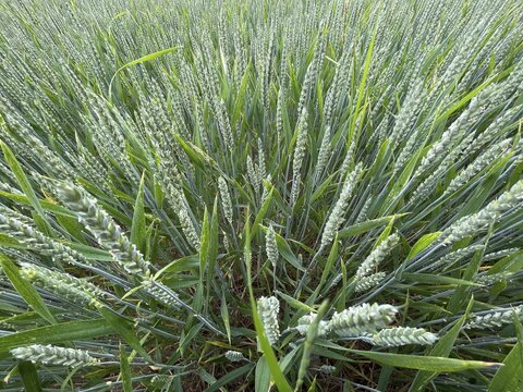 Wheat (Triticum aestivum), Agriculture, Field, Tauber valley, Tauberfranken, Main-Tauber district, Lauda-K&ouml;nigshofen, Baden-W&uuml;rttemberg, Germany
