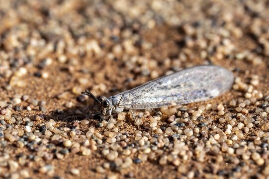 Antwren (Myrmeleontidae), Namib, Namib Desert, Namib-Naukluft National Park, Namibia
