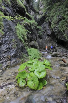Dolne Diery ravine, Mala Fatra National Park, Slovakia, Europe