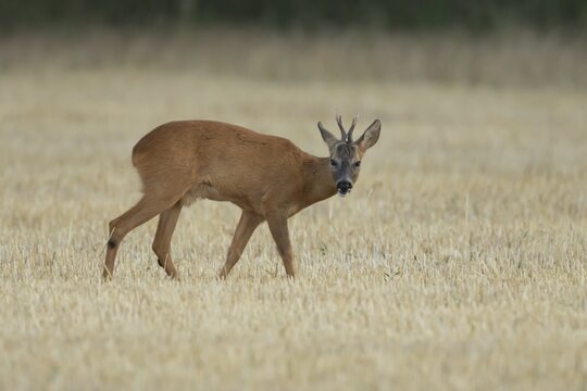 Roe deer (Capreolus capreolus) adult male buck animal in a farmland stubble field in summer, England, United Kingdom